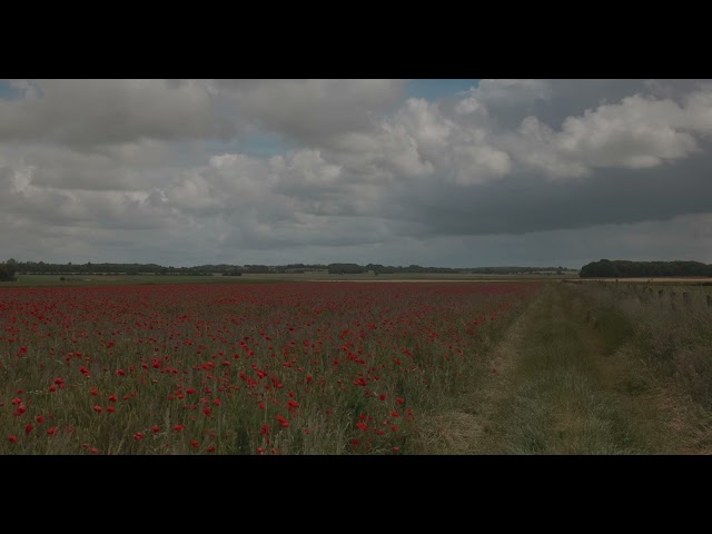 Poppies in Picardy (Canon EOS R5, 4K DCI HDR PQ, 100 fps)