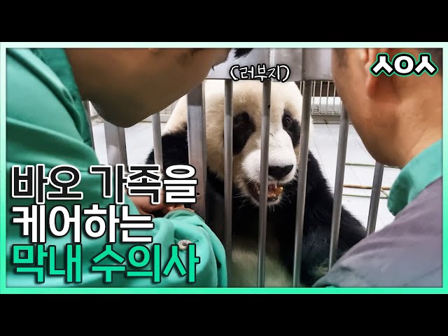 (SUB)  Panda Lebao's Medical Check-up Day🩺│Everland Vet Vlog