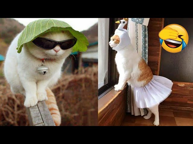 Funny animals - Funny cats /  Funny animal videos /Funny cats video