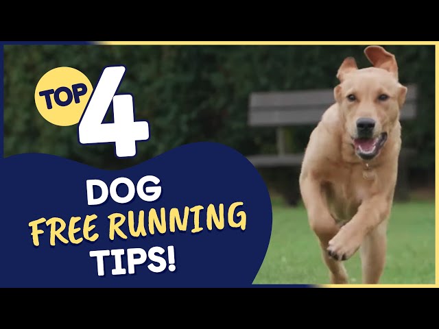 Top 4 Dog Free Running Tips (That Could Help You & Your Dog)