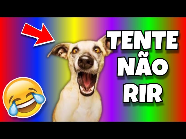 🔴 TENTE NÃO RIR  🔴 VIDEOS ENGRAÇADOS DE ANIMAIS PETS GATOS E CACHORROS MEMES DE CÃES GATO CACHORRO 🔴