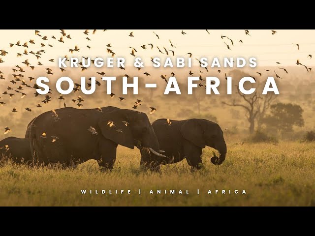 SOUTH  AFRICA 🇿🇦 2017 | Kruger NP and Sabi Sands 4K