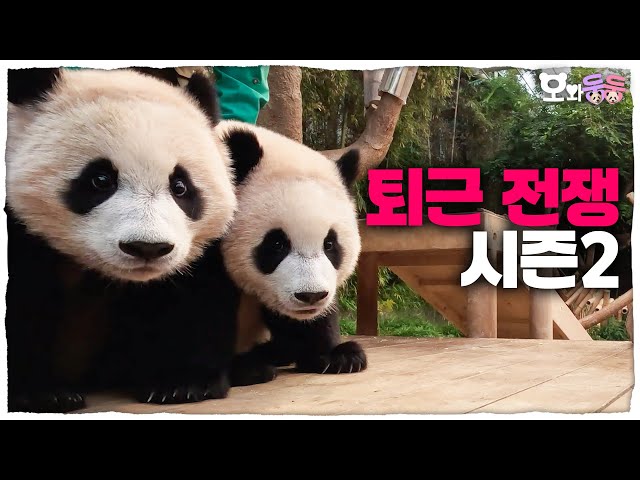 (SUB) Battle Of Leaving Work For Baby Twin Pandas🐼🐼│Panda World