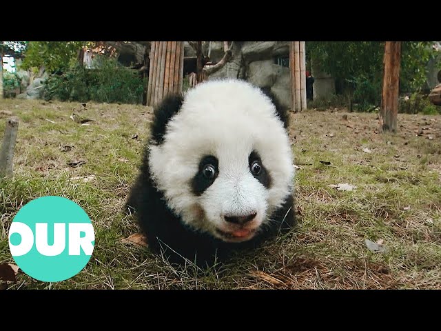 The Wild Pandas Who Live In The Mountains Of Western China | Our World