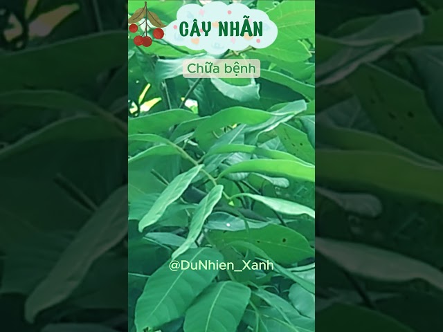 Cây Nhãn - Vị Ngọt Thanh Và Những Lợi Ích Đáng Kinh Ngạc