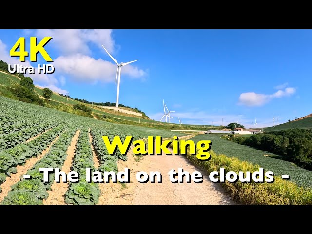 4K 강릉 안반데기 구름위 마을 산책 | Walking in land on the Clouds