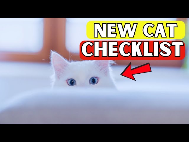 Cat Care 101: The Essential Guide For New Cat Parents! 😻