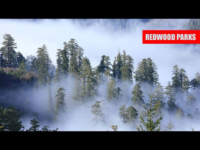 The Redwood National and State Parks - Amazement