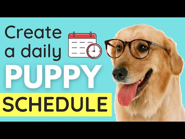 Puppy Schedule: How To Create A Daily Schedule for your Puppy