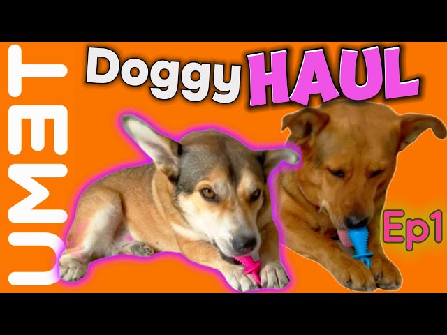 Ep 1: FUN DOG Products, Dog Toy Test and Awesome Tips: TEMU HAUL REVIEW