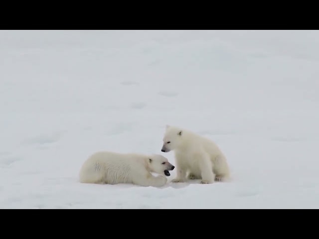 Big Polar Bear with Cubs video-4k Nature(Ultra  HD) | Nature's Sweet Tales