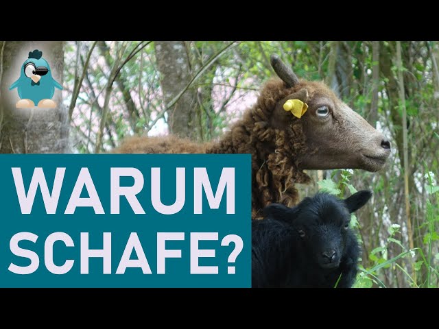 Schafe halten - wozu ist das gut?🐑 Nutztier Schaf für Hobbyhalter, Anfänger - Mäh!