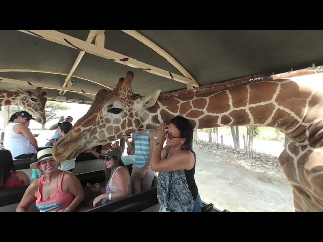 Girafe 180 3D