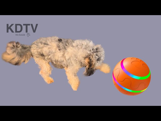 PetDroid Dog Ball Review: The Ultimate Interactive Toy!