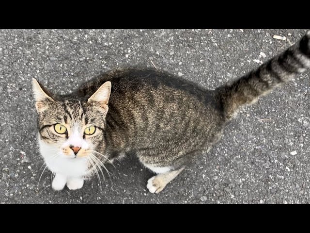 Cat lovers feed cats on the street, cute cats act coquettishly towards me