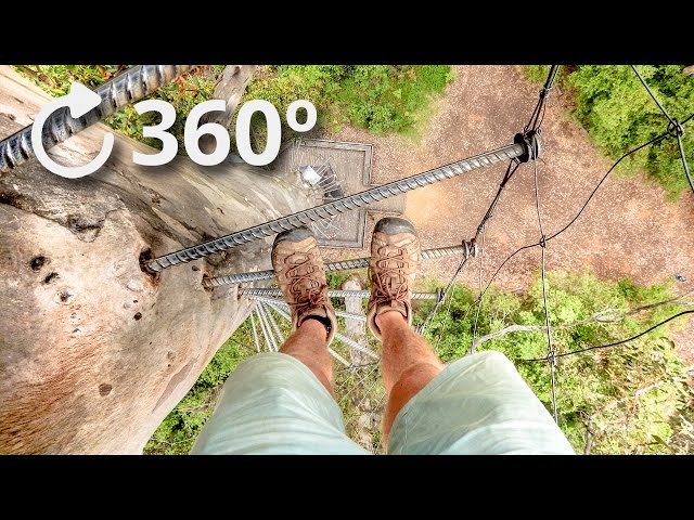 360º Climbing a 75 Meter Tree with No Rope - Pemberton - Australia 4K