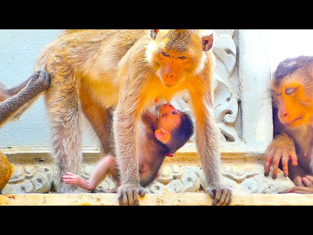 Sweet milk...The most interesting action of Tiny Monkey MARIA struggles to get milk from Mom MARILY.