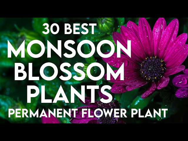 30 best monsoon flowering plants in india | rainy season flowers | perennial monsoon flower plants