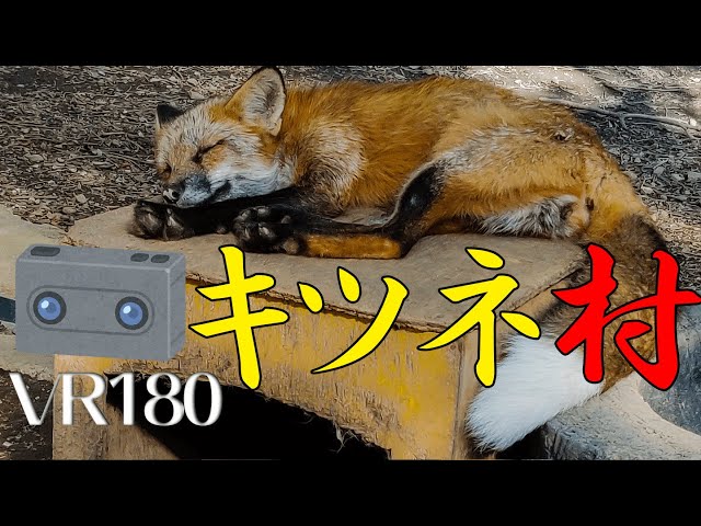 【VR180】宮城蔵王キツネ村【Zao Fox Village】