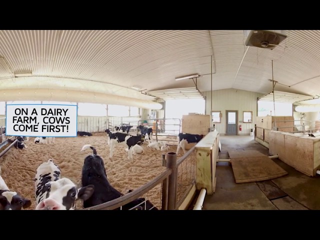 360 Degree Virtual Farm Tour: Comfortable Cows at Gervais Family Farm