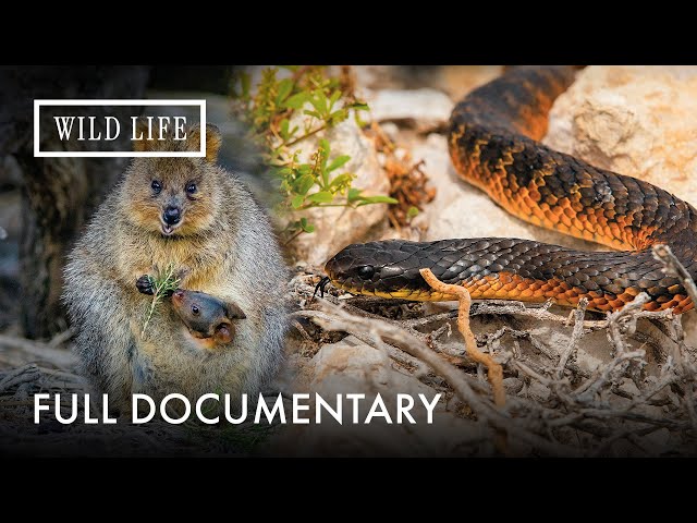 Rottnest Island: Secrets of the Quokka, Penguin, and Snake | Full Documentary