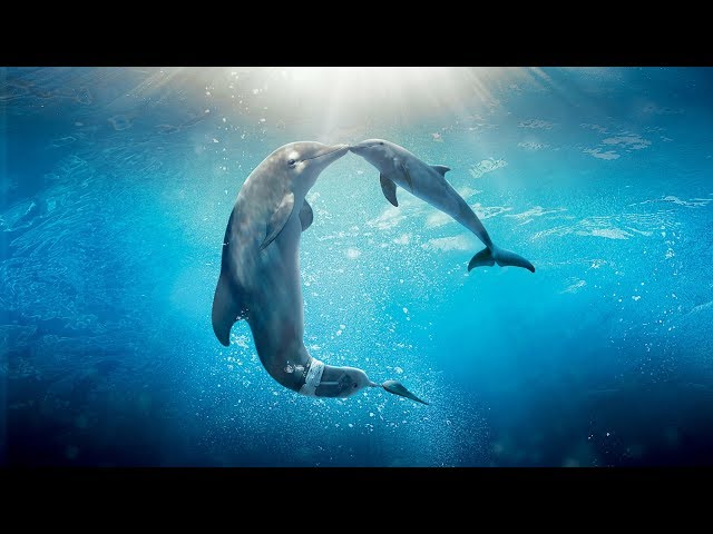 Healing songs of Dolphins & Whales | Deep Meditative Music for Harmony of Inner Peace