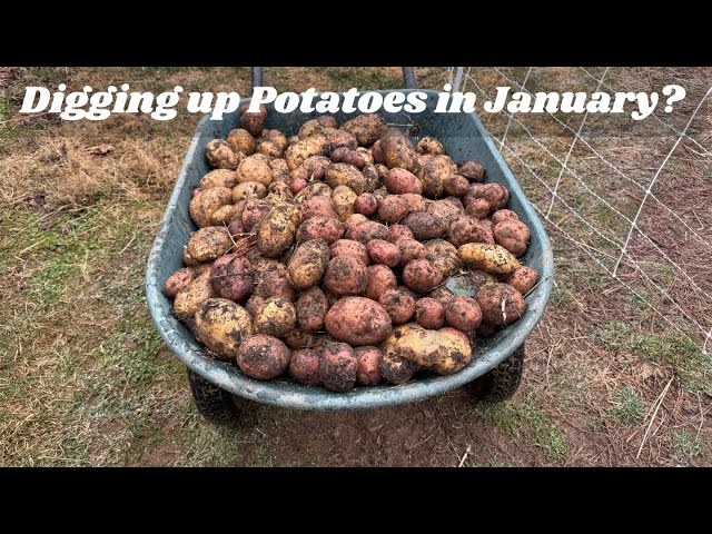 January Potato Harvest??  And Soil Building Secrets for a Thriving Garden