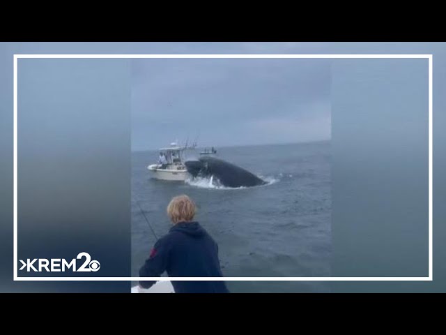 Trending Today: Breaching whale crashing onto a boat off the coast of New Hampshire