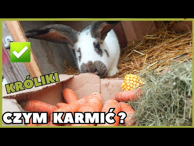 KRÓLIKI - co JEDZĄ a czego NIE jedzą? 🐇☘️