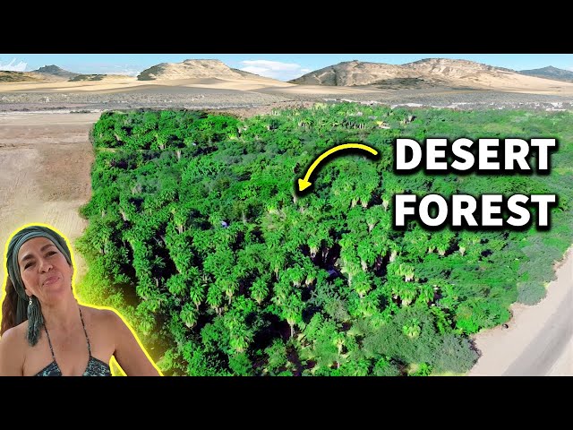 How This Woman Transformed Desert Into Lush Forest! [PART TWO]