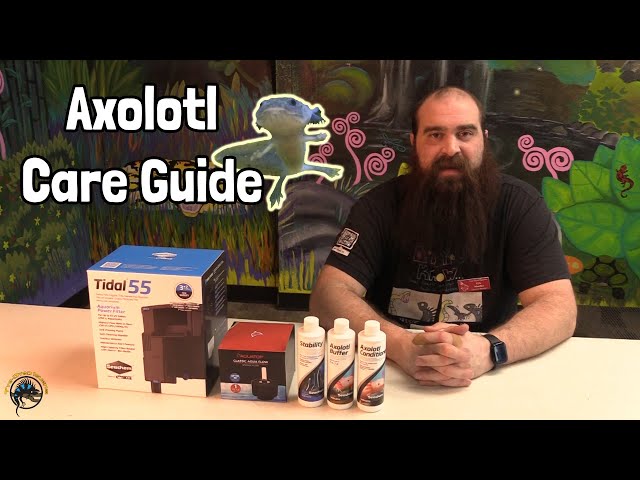 How to Take Care of an Axolotl! - a TDI Care Guide!