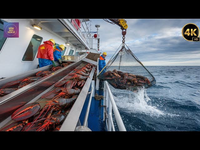 ¿Cómo pescan y procesan los pescadores del sudeste asiático la langosta de manera única?