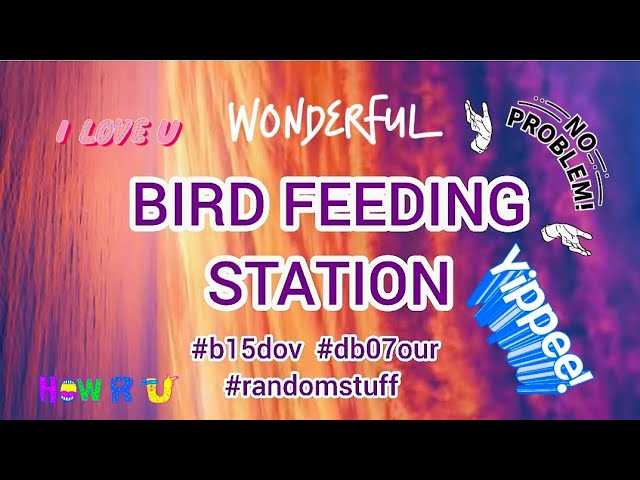 360vr views feeding station alloa #birds #twitch #b15dov  #db07our  #randomstuff #shorts #3d