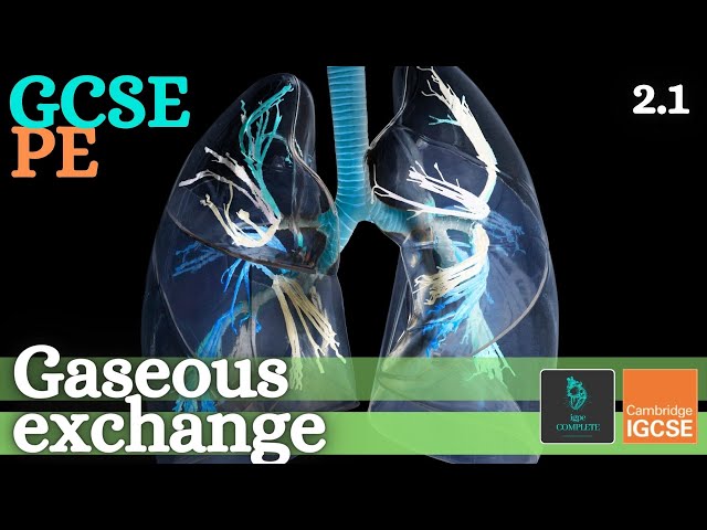 GCSE PE -  THE PATHWAY OF AIR & GASEOUS EXCHANGE - Anatomy and Physiology (Respiratory System - 2.1)