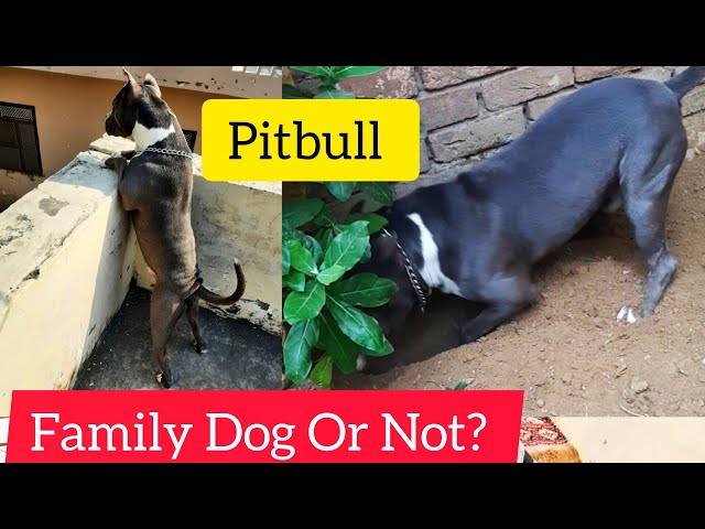 Pitbull Dog |आज Pitbull खेलने के मूड में| Pitbull dog fight|#dog #pitbull #viral@tanmaymalikvlogs