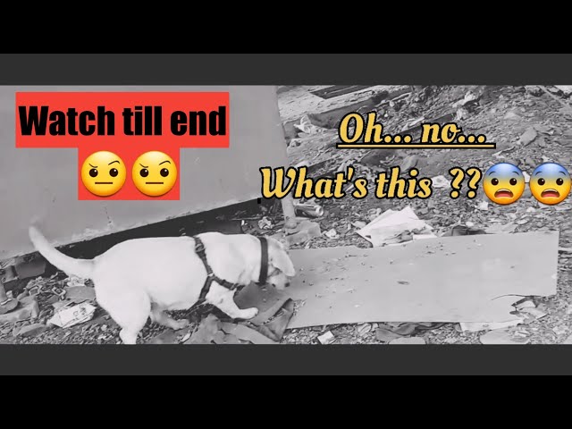 Evening Walk with My Labrador Dog | Funny Dog videos | Dog Walking | Cute Dogs | The Laboo