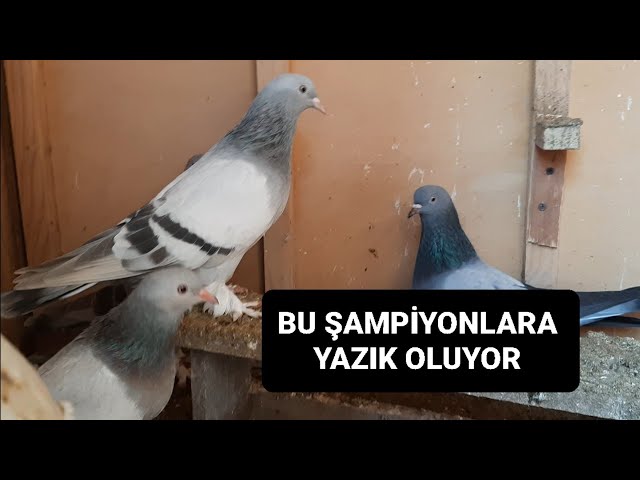 BU GÜVERCİNLERE ÇOK ÜZÜLÜYORUM YOKMU BAKICI UÇURACAK BİRİSİ???