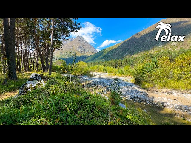 🌳 4K - Relaxing Nature Sounds For Stress Relief, Forest Sounds, Bird Song