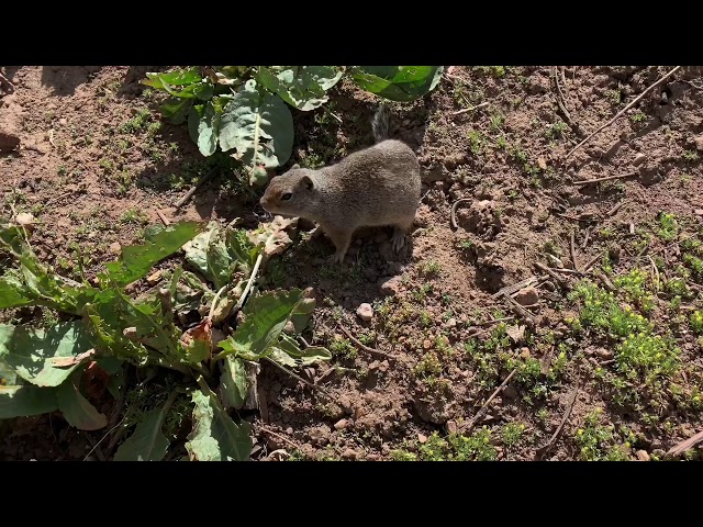 Feeding Ground Squirrels