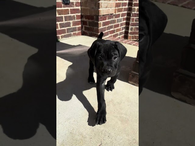 Amy Rose is a black cane corso puppy born 12-27-2024 at 9 weeks old she is ready for her family