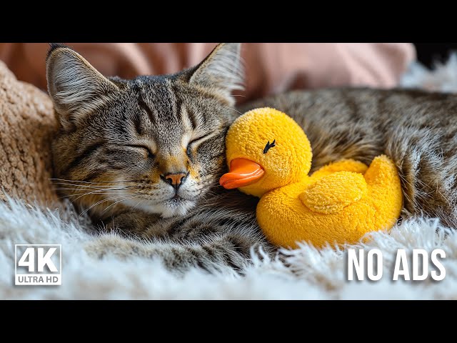 10 Hours Cat Healing Music 🐈 Soothing Sounds for Deep Relaxation And Sleep With Soothing Piano Sound