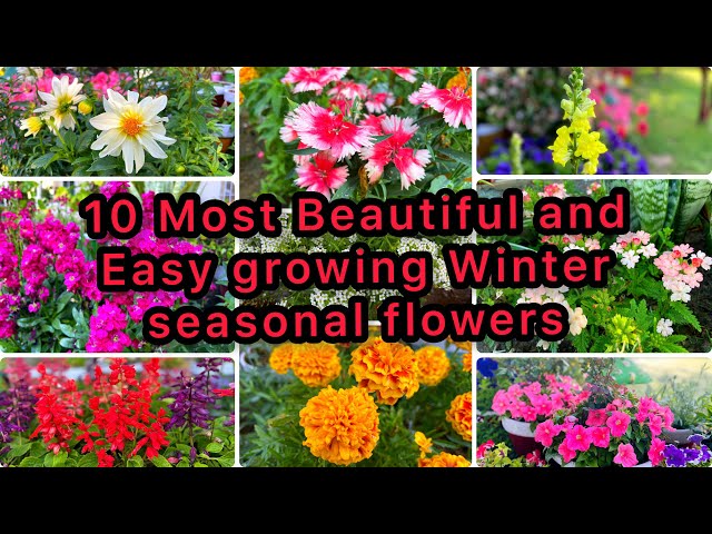 How to Grow and care winter seasonal flower plants موسم بہار کے پھول @greengardening4426