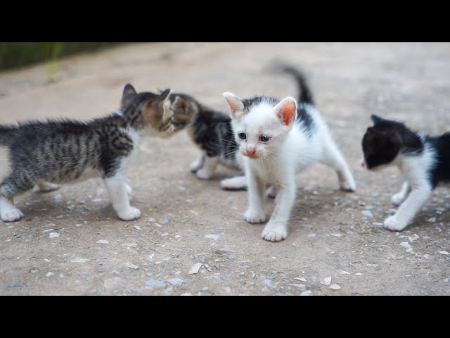 Kittens Calling For Mom - Cute Kittens - Cat Sounds