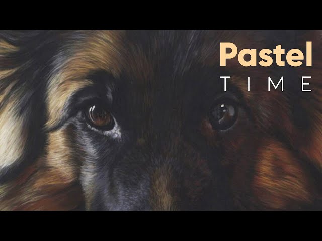 German Shepherd Dog in Soft Pastel - Timelapse