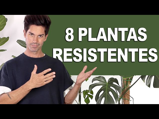 8 🌿 INDOOR PLANTS EASY to Care for 💚 [VERY RESISTANT!!!] (for BEGINNERS) ✅