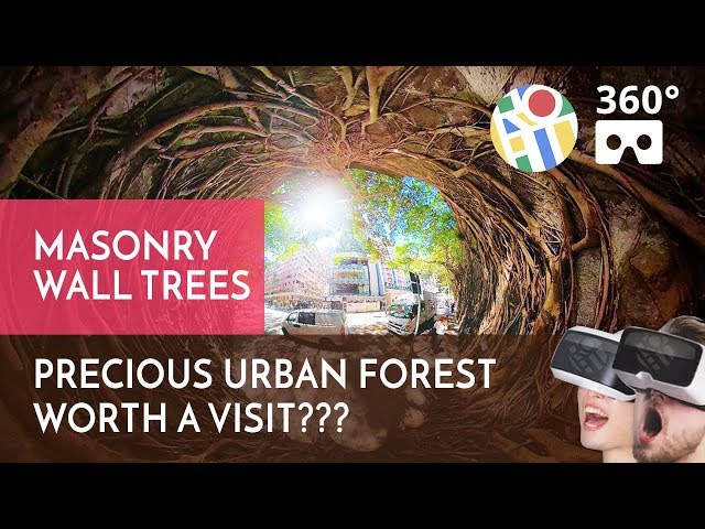 Precious Urban Forest Worth a Visit? Forbes Street Masonry Wall Trees 360° Hong Kong Walk