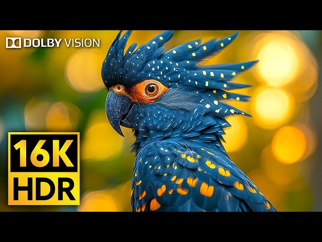 BEST of Dolby Vision HDR 16K Video ULTRA HD (120 FPS)