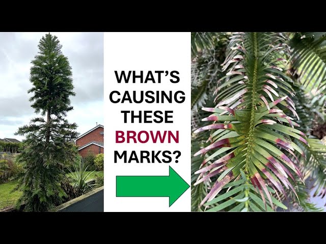 What's Wrong With My Wollemi Pine?