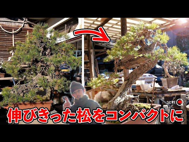 How to compact a large red pine tree with thin branches [Bonsai Q]