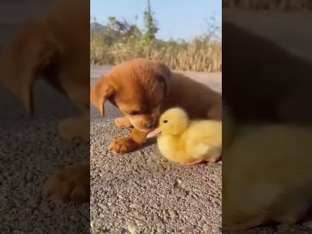 süßer Hund mit Ente 2 | Küken 🐕🥰 #short #shorts